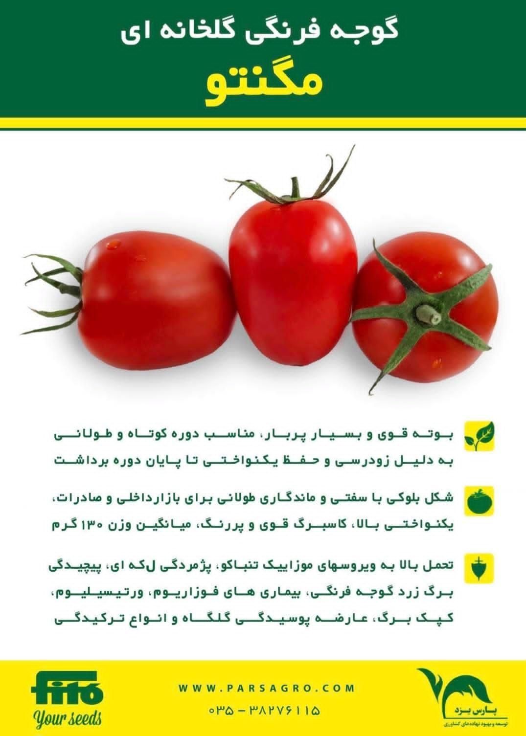 بذر گوجه فرنگی مگنتو (تخم مرغی)